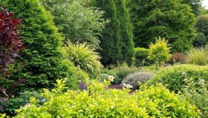 9 Designer-Approved Trees and Shrubs for All-Year Interest